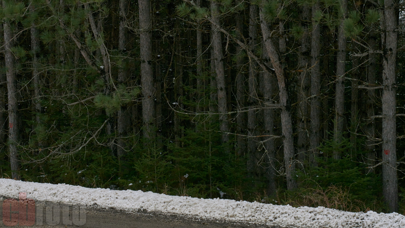 The tall pines from which the rally gets its name